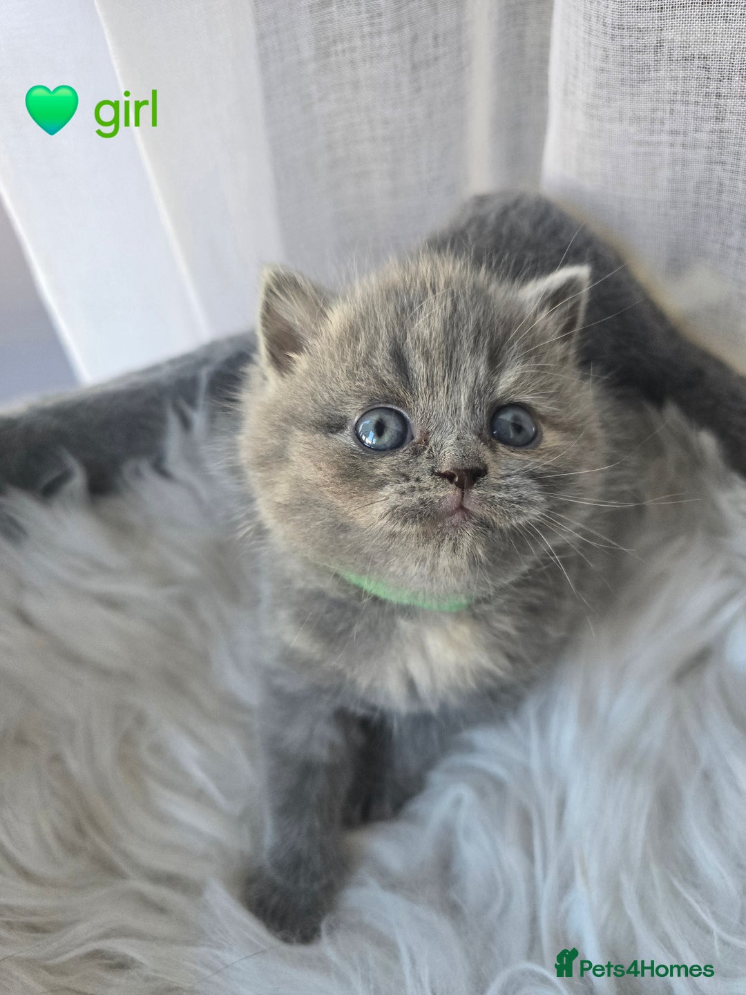 British Shorthair cats for sale: A charming kitten will be available in December. - Image 12