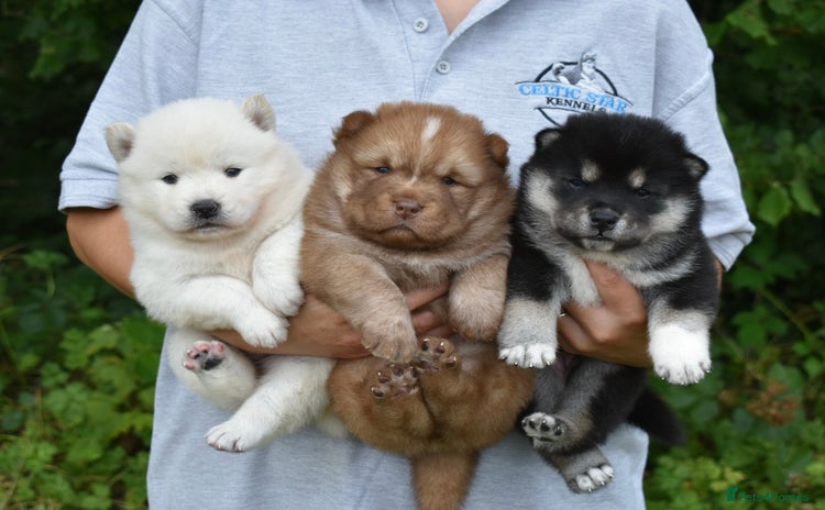 Siberian Husky dogs - Advert 1