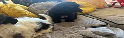Mixed Breed dogs for sale: Puppies hair don’t fall out look like cocker poo  - Advert 6