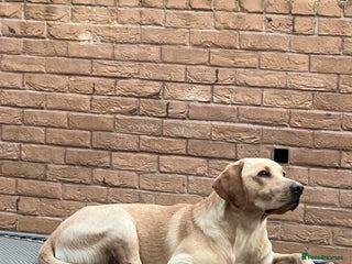 Labrador Retriever dogs Nacho - KC registered Stud - Advert 5