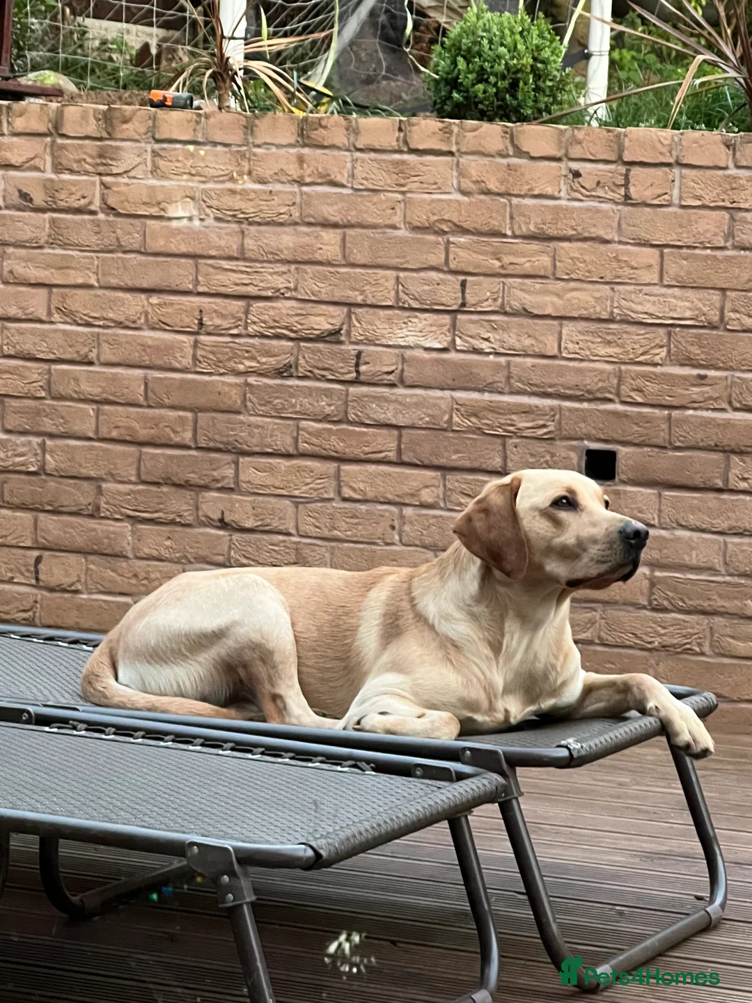 Labrador Retriever dogs for stud: Nacho - ready to mate - KC registered Stud - Advert 1