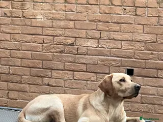 Labrador Retriever dogs Nacho - KC registered Stud - Advert 1