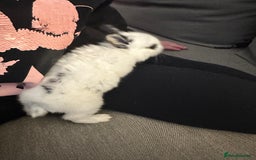 Dwarf Hotot rabbits for sale: Baby bunny  - Image 2