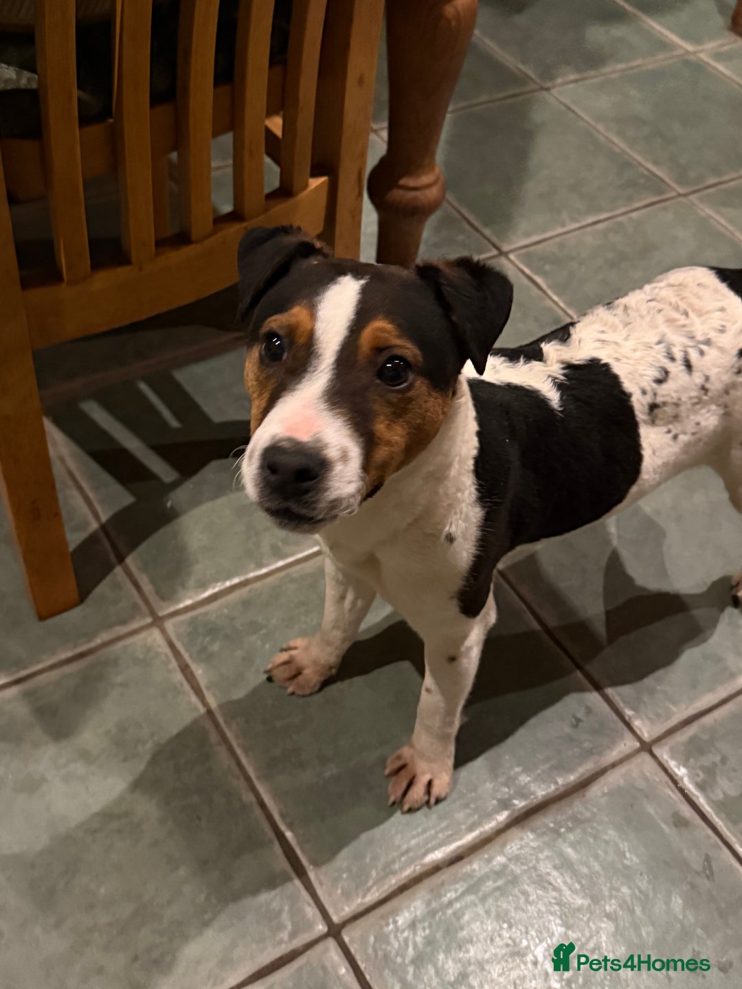 Jack Russell dogs for sale: Beautiful jack russell for sale  - Advert 1