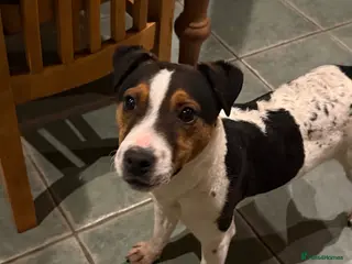 Jack Russell dogs Beautiful jack russell for sale - Advert 4