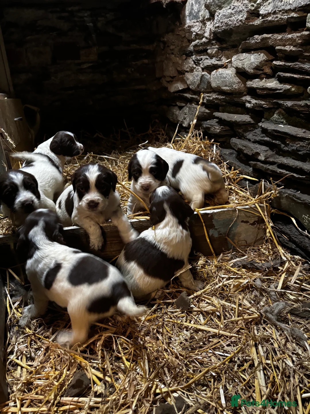 English Springer Spaniel dogs for sale: English Springer Spaniel puppies - Advert 3