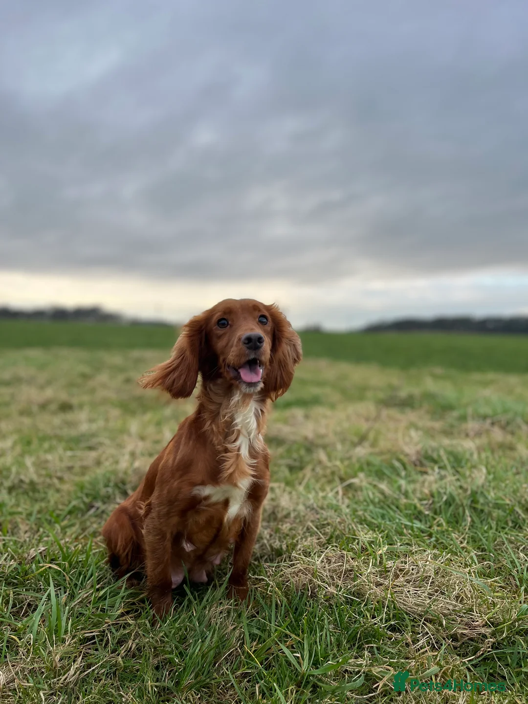 Cocker Spaniel dogs for sale: Kc Fox red, working cocker spaniels pups - Advert 8