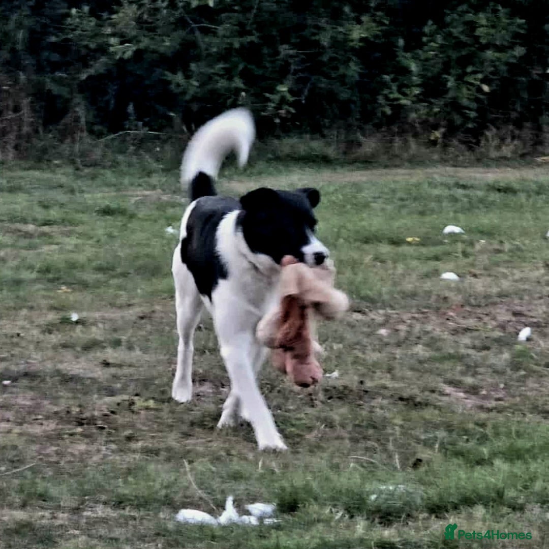 Mixed Breed dogs for adoption: SNOOPY - like a young Border Collie - Image 17