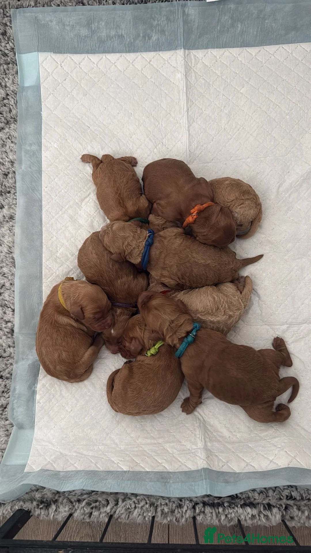 Labradoodle dogs for sale: 🐾 F1B Labradoodle Puppies 🐾 in Ware - Advert 2