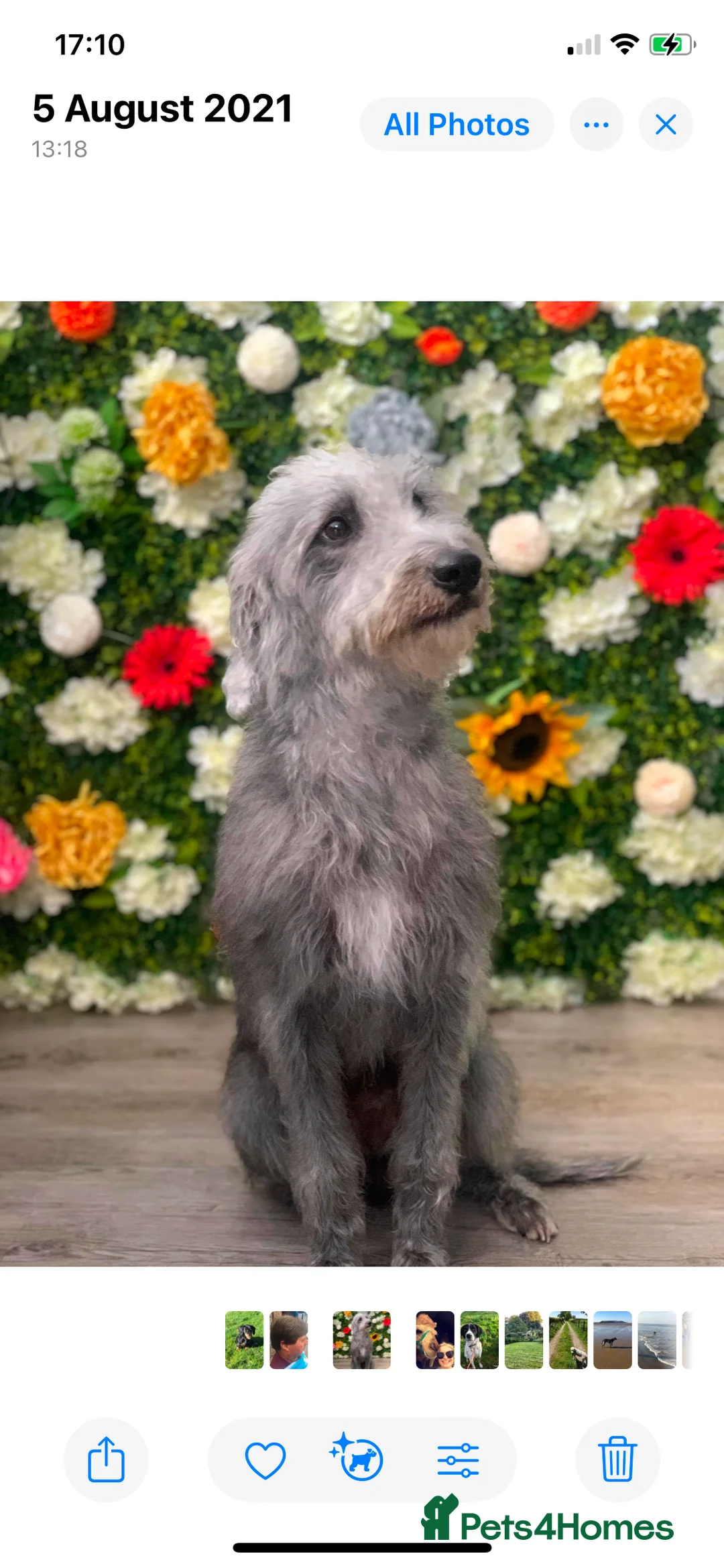 Bedlington Terrier dogs for stud: 3/4 Bedlington 1/4 Whippet Stunning boy for stud - Advert 10