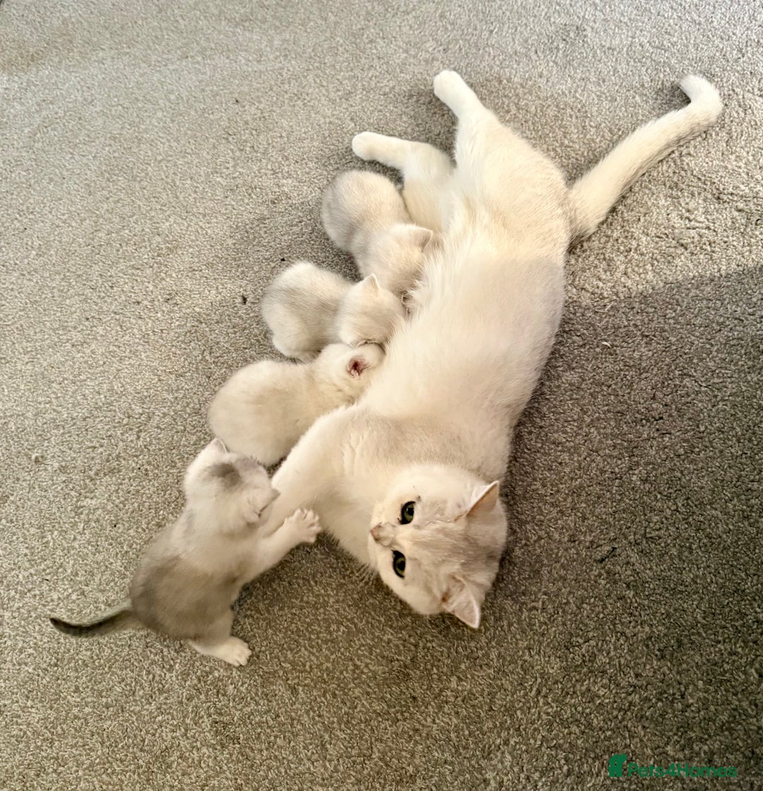 British Shorthair cats for stud: Pedigree White British Shorthair - Colourpoint BSH - Advert 3