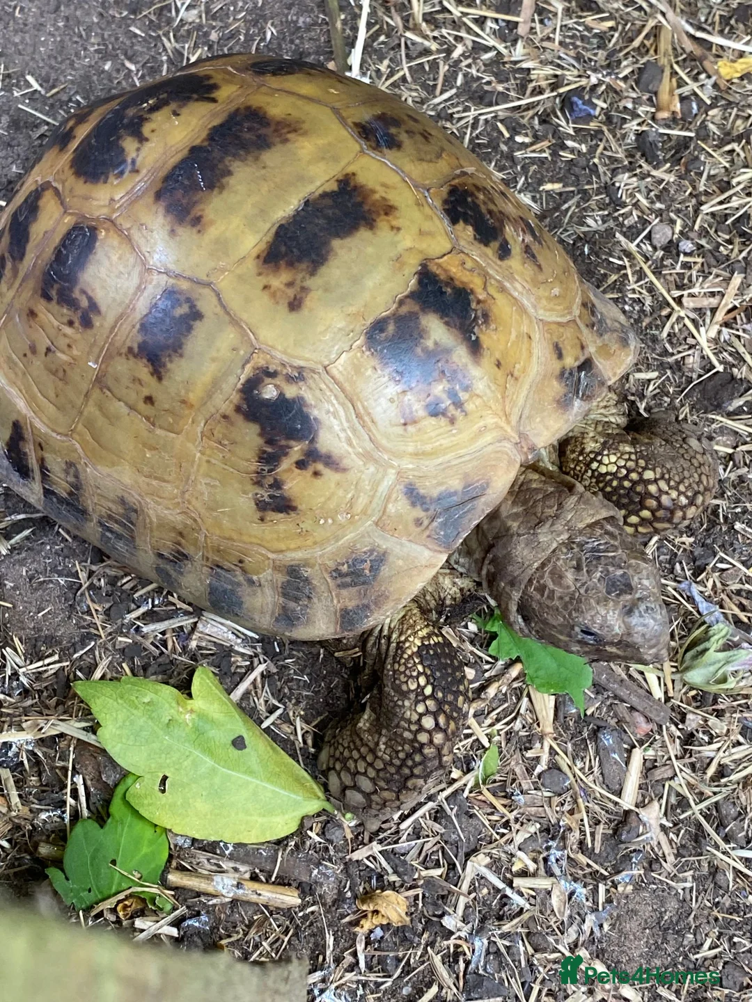 Tortoise reptiles for sale: Female adult Russian Tortoise - Advert 2