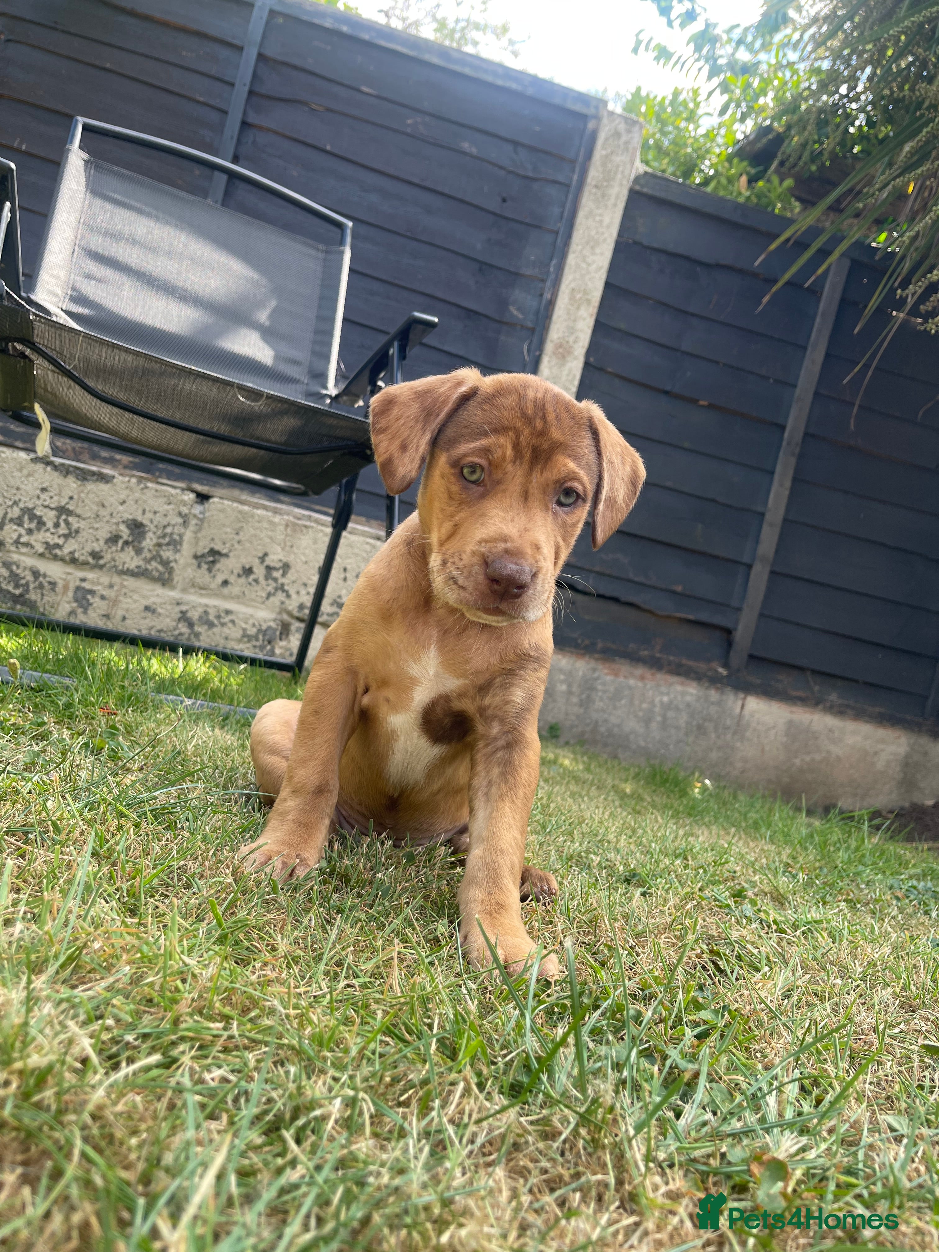 Mixed Breed dogs Spaniel x Shar pei - Unique Mixed Breed - Advert 2