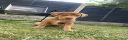 Mixed Breed dogs for sale: Spaniel x Shar pei - Unique Mixed Breed - Advert 8