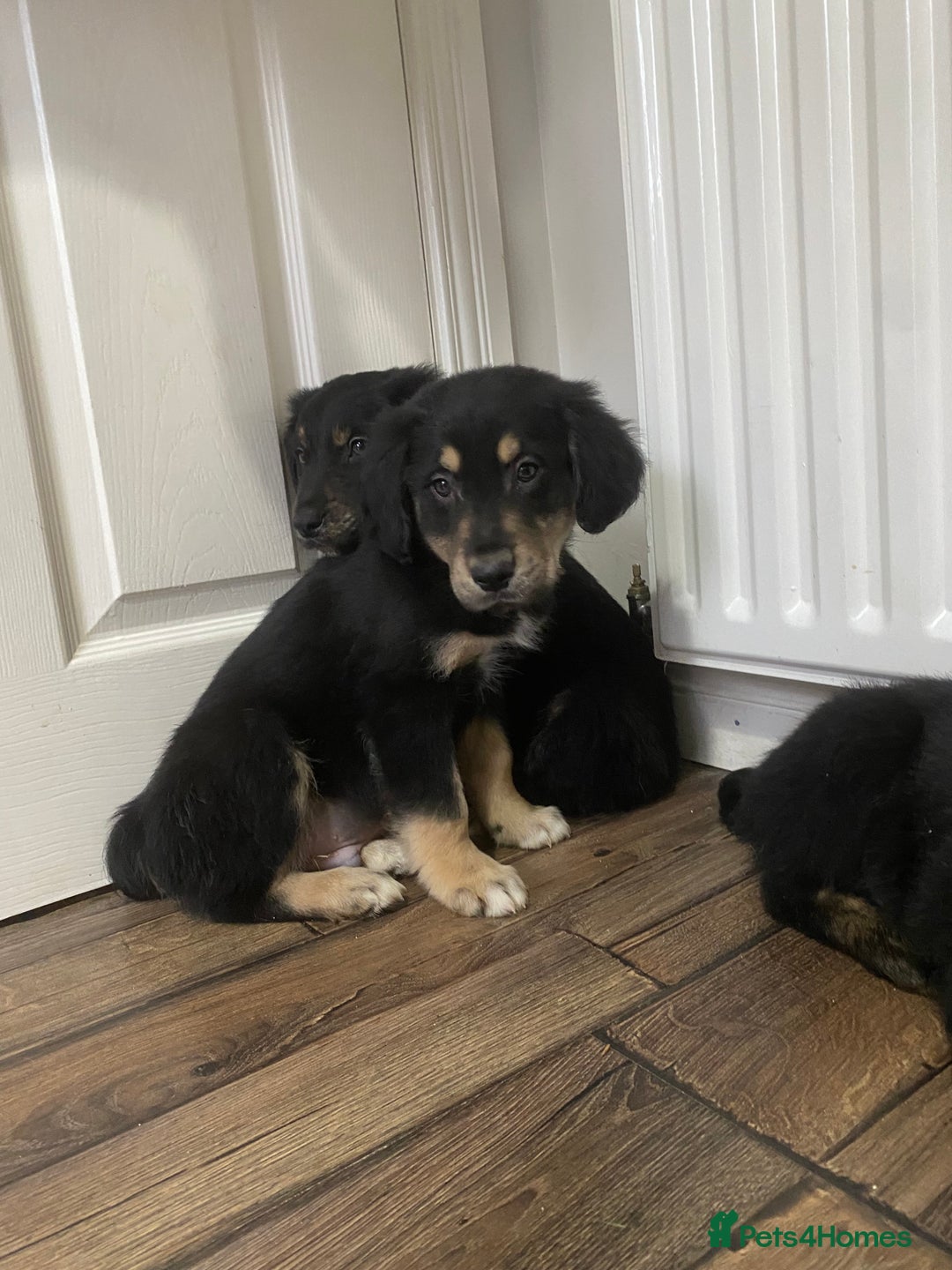 Mixed Breed dogs for sale: Adorable little puppys - Image 2