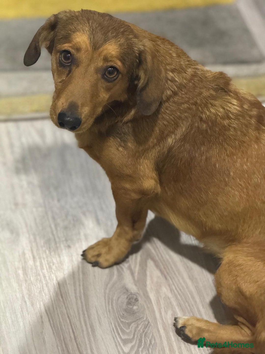 Dachshund dogs for adoption: Sweet Jessica Looking for a family  - Image 8