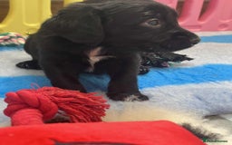 Mixed Breed dogs for sale: ** Spangold Retrievers ** - Image 9