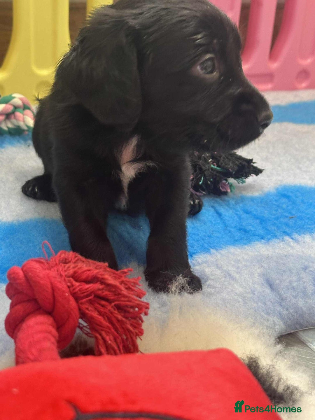 Mixed Breed dogs for sale: ** Spangold Retrievers ** - Image 9