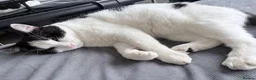 Mixed Breed cats for adoption: EDWIN - Advert 8