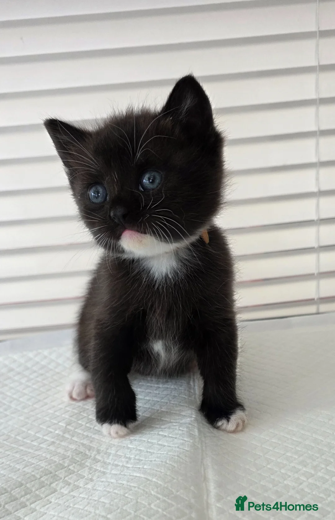 British Shorthair cats for sale: Beautiful British Shorthair Cross kittens  - Advert 20