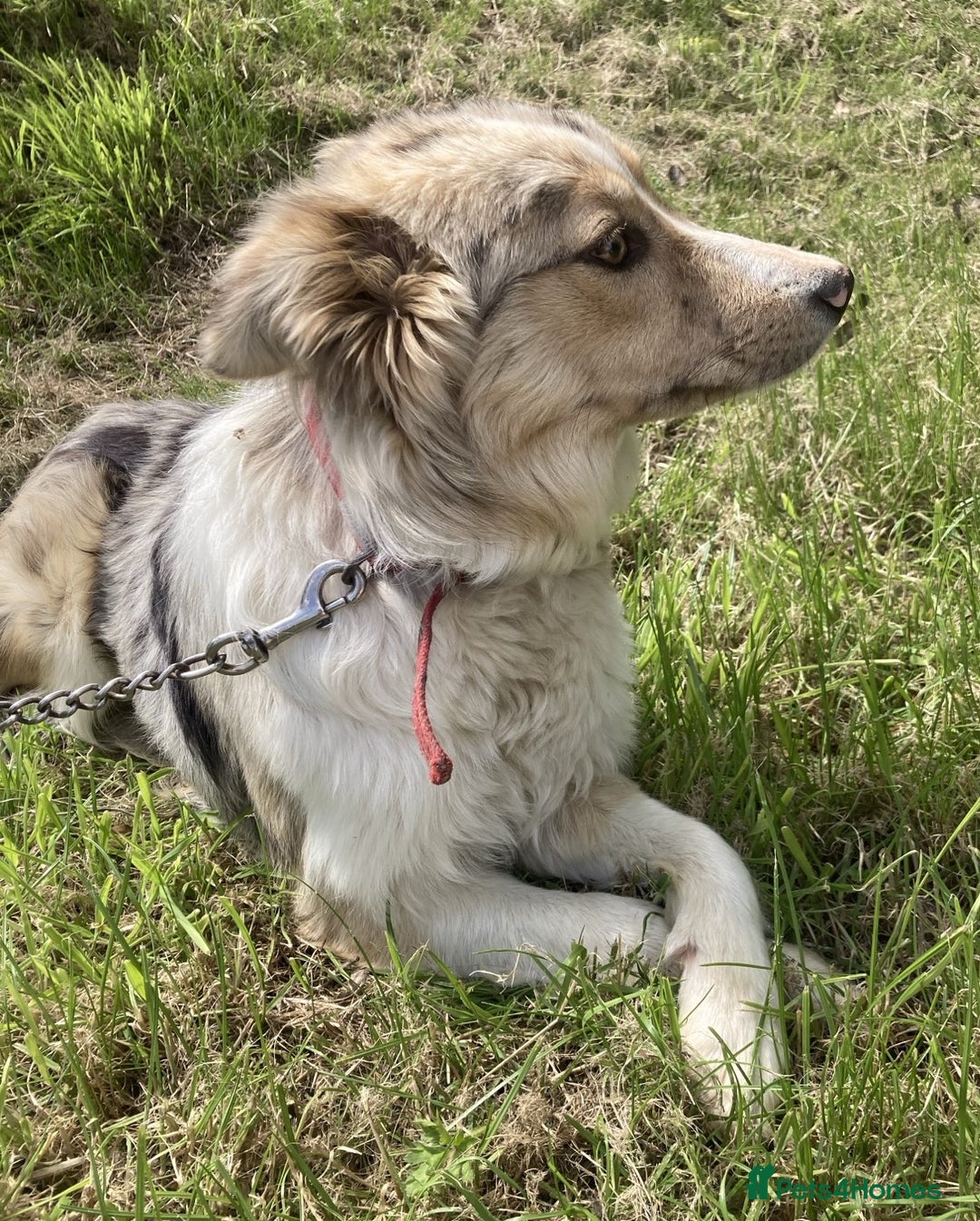 Welsh Collie dogs for adoption: Fly 10 month old Welsh collie - Image 2