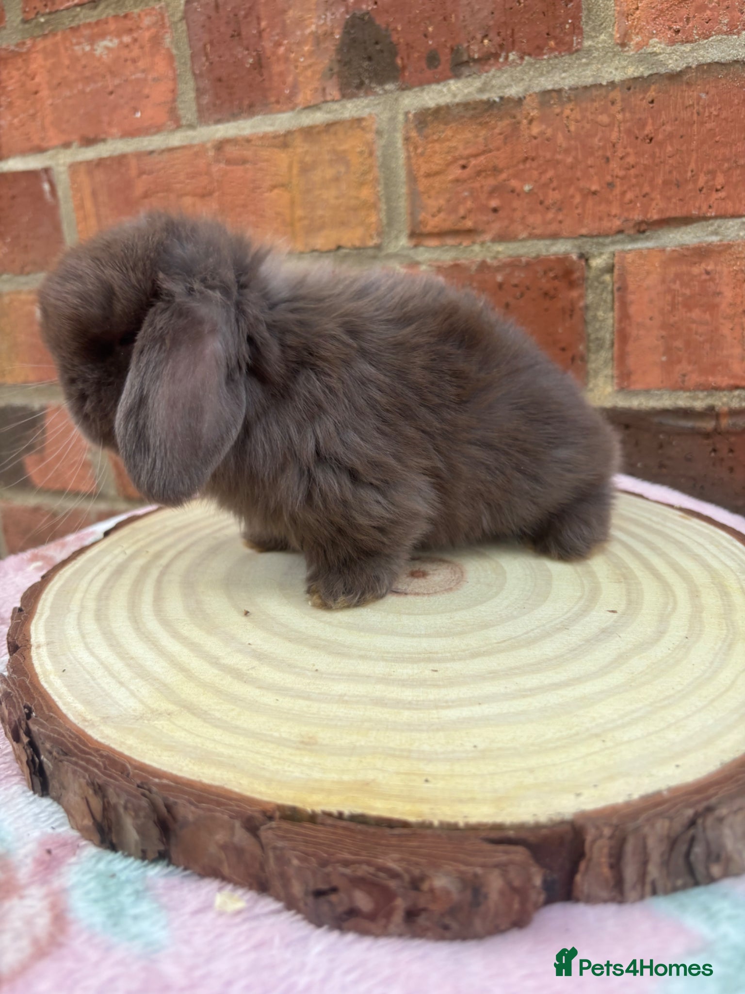 Mini Lop rabbits Pure bred pedigreed mini lops  - Advert 5