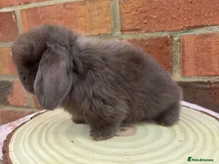 Mini Lop rabbits Pure bred pedigreed mini lops - Advert 17