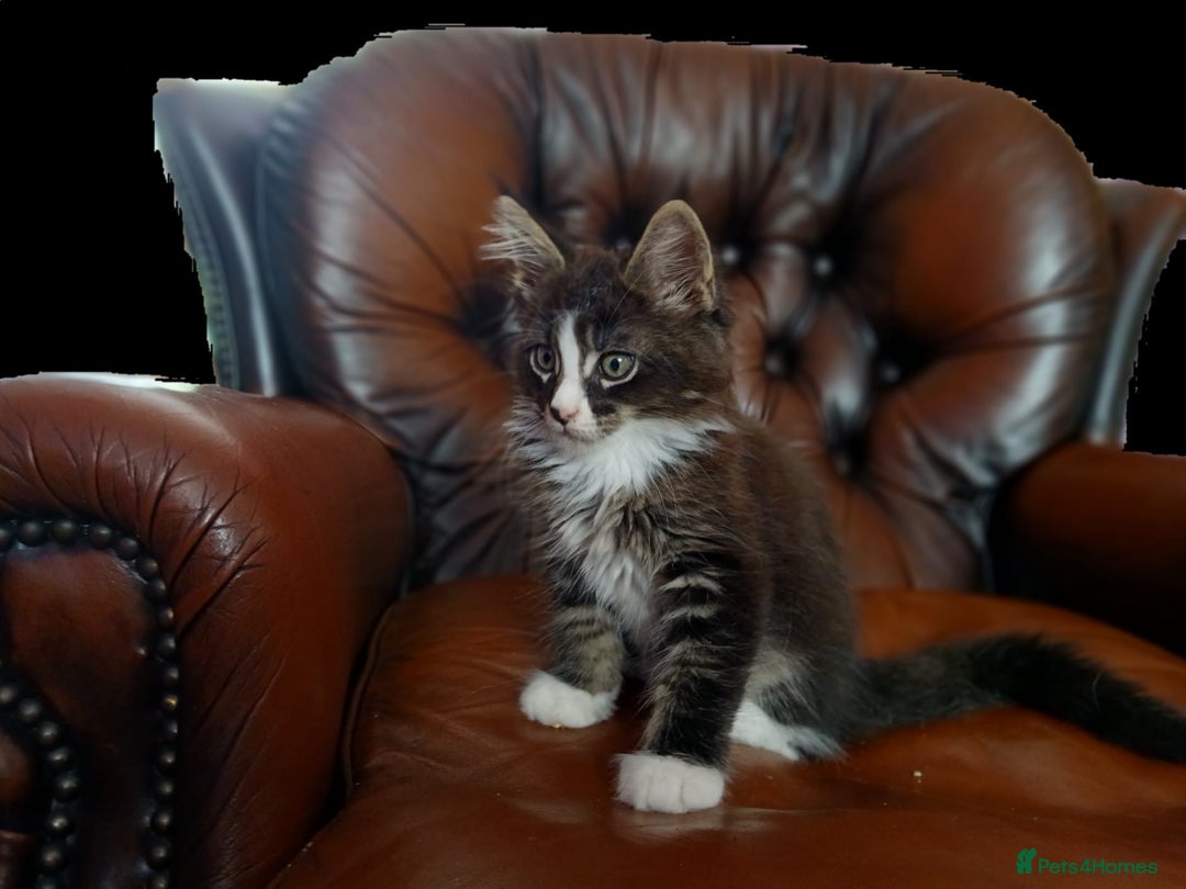 Maine Coon cats for sale: One maincoone boy  - Image 6
