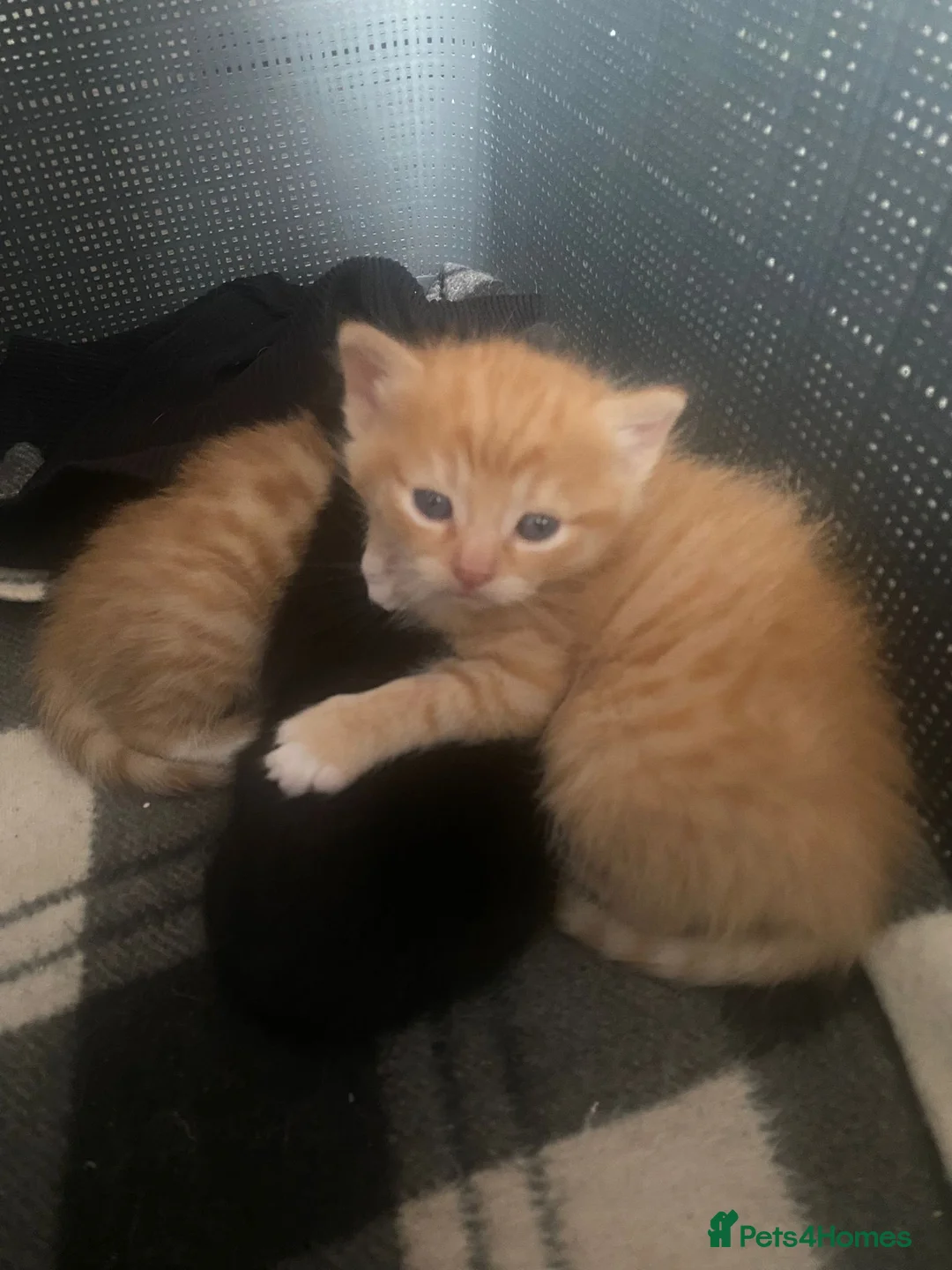 Mixed Breed cats for sale: Please read full ad - Advert 8
