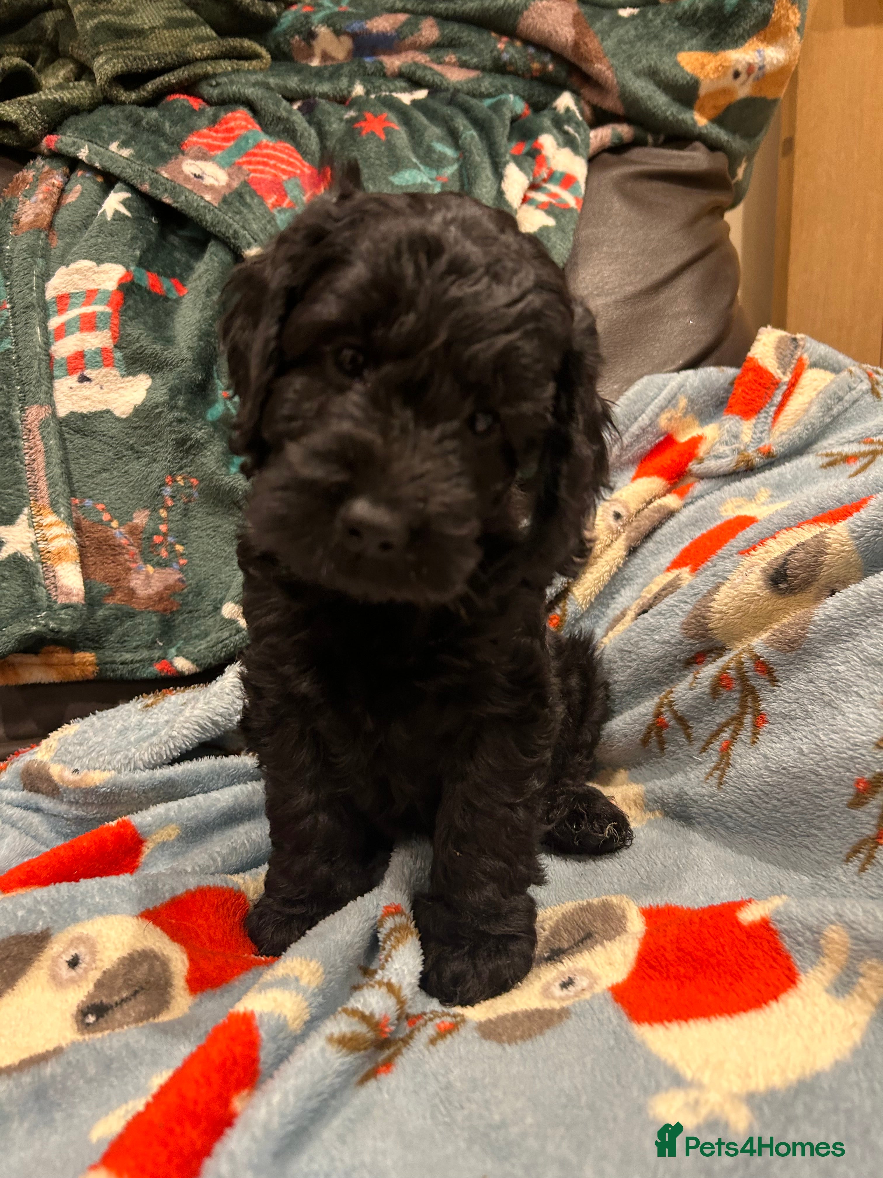 Cockapoo dogs One friendly home reared Cockapoo puppy’s  - Advert 6