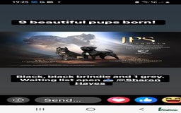 Cane Corso dogs for sale: 1 & only uk bloodline - Image 8