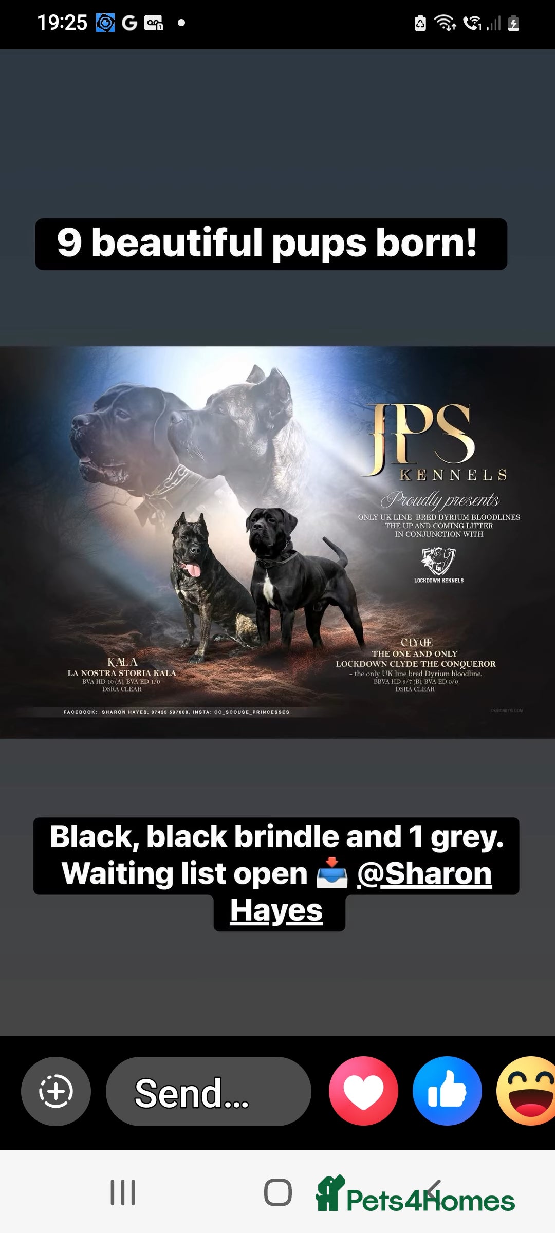 Cane Corso dogs for sale: 1 & only uk bloodline - Image 8