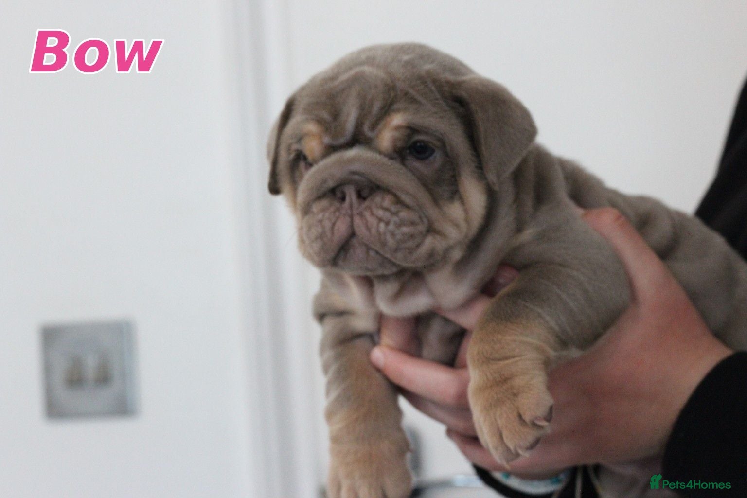 English Bulldog dogs ⭐️⭐️⭐️ EXCEPTIONAL ENGLISH BULLDOG PUPPIES ⭐️⭐️⭐️ - Advert 14