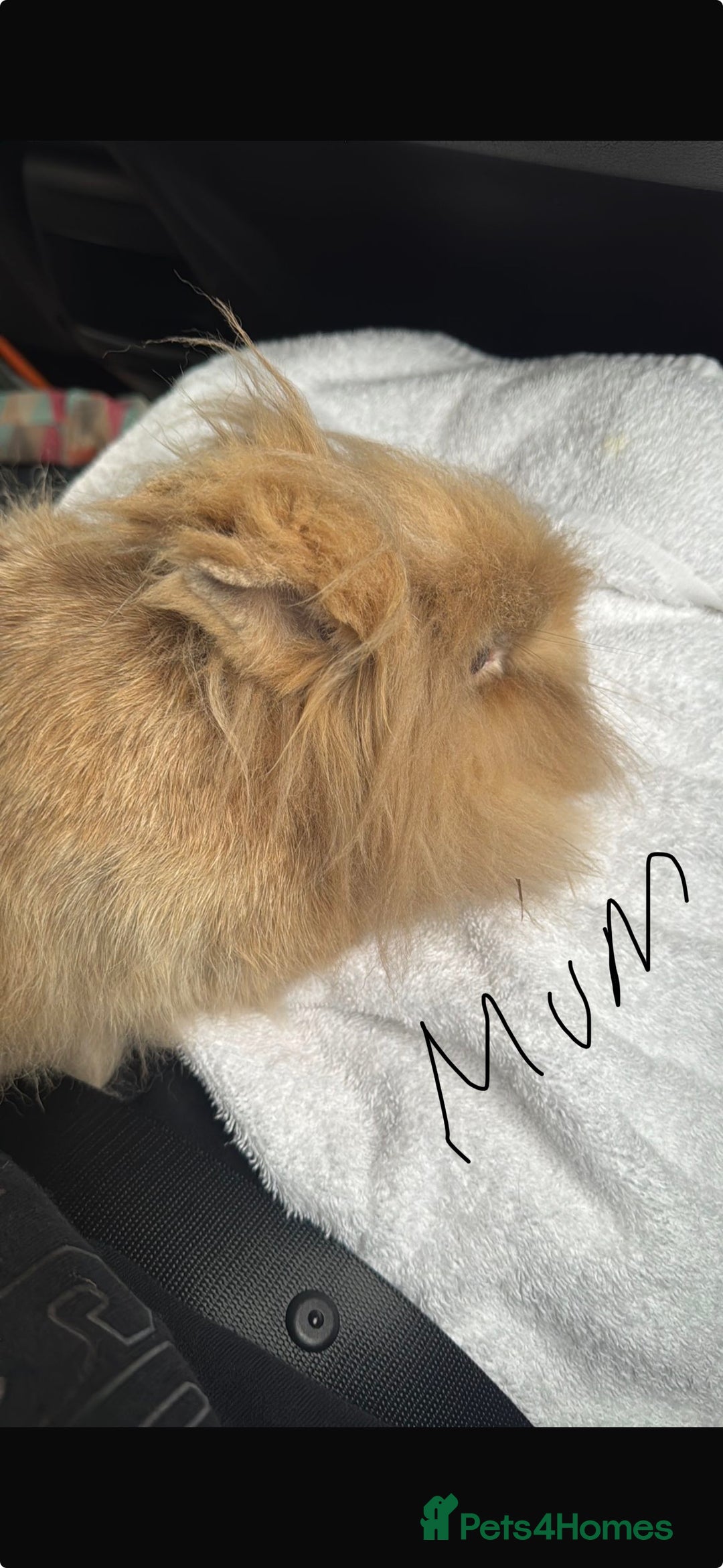 Lionhead rabbits for sale: ✨ Lionhead x Angora Bunny  ✨ - Advert 10