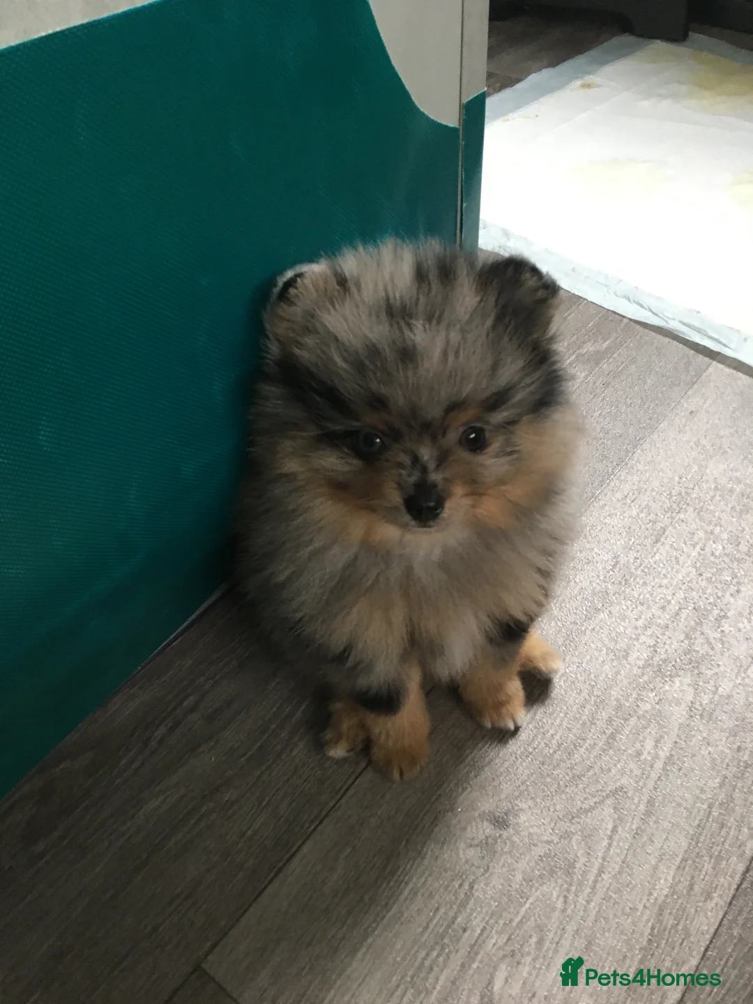Pomeranian dogs for sale: Tiny cute blue merle Pomeranian boys in Blackpool - Advert 5