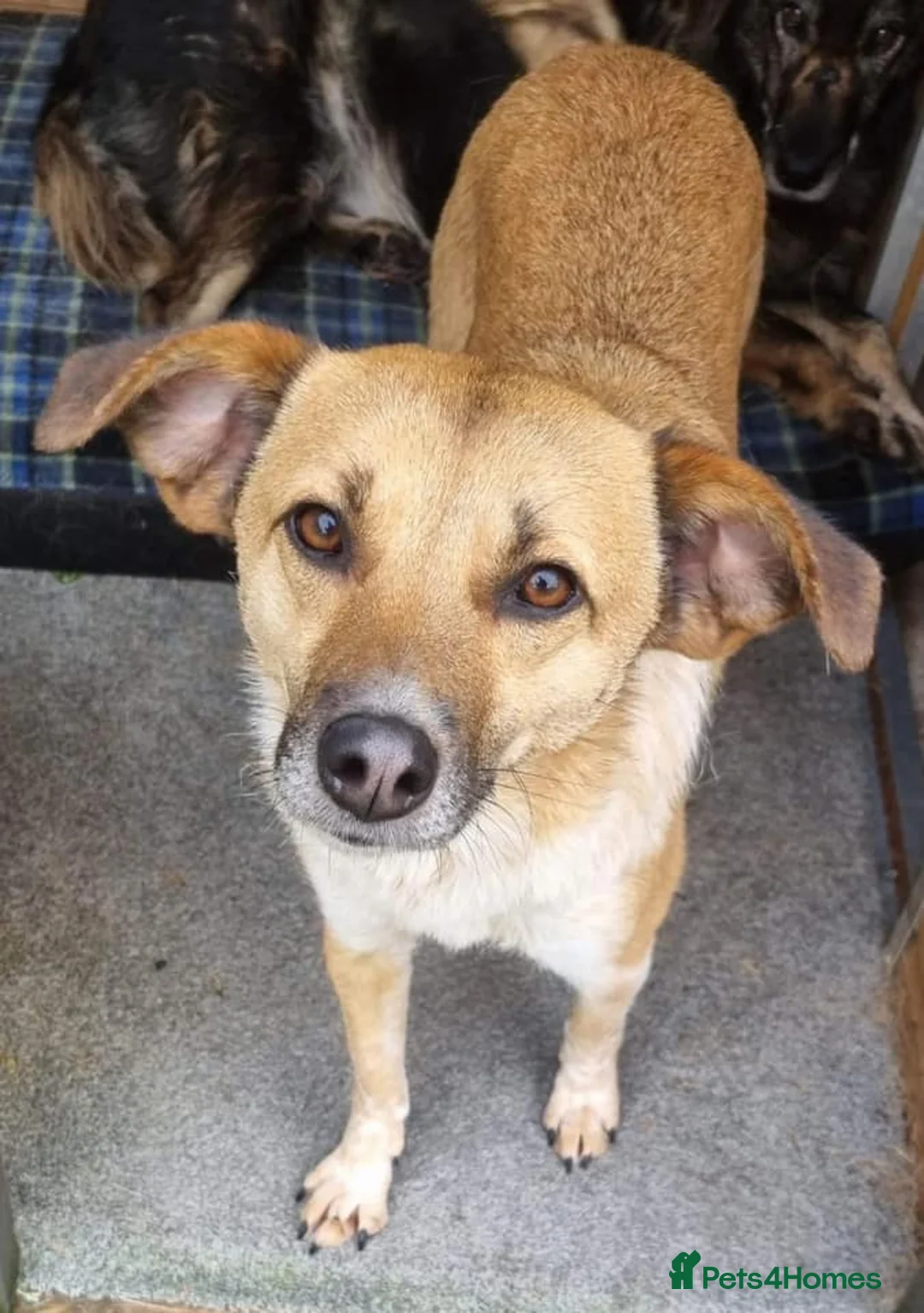 Mixed Breed dogs for adoption: Tessa and Tosca -looking for a home together in Ayr - Advert 17