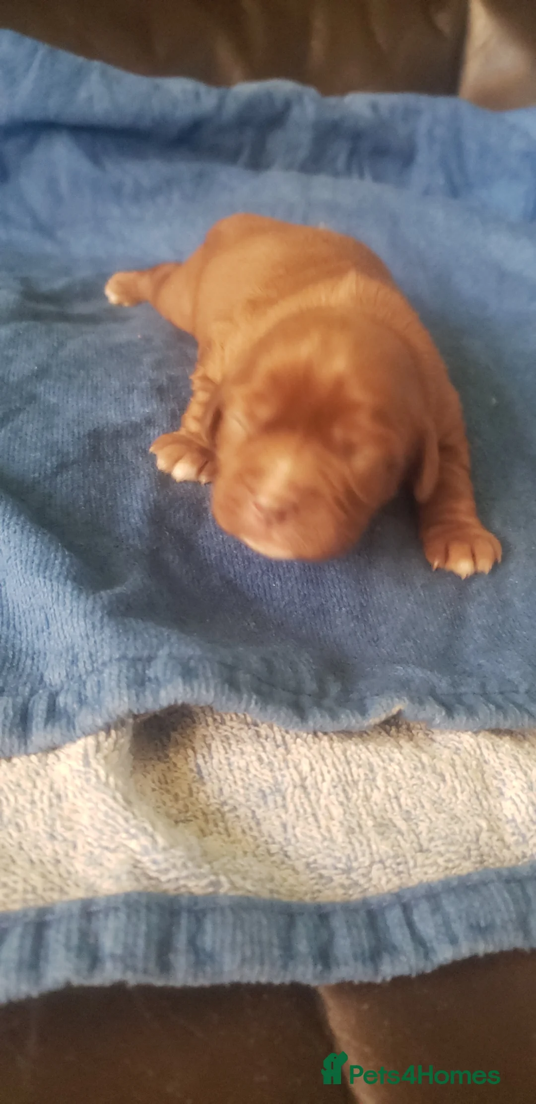 Cavalier King Charles Spaniel dogs for sale: Two cavalier males Ruby and Blenhium - Advert 2