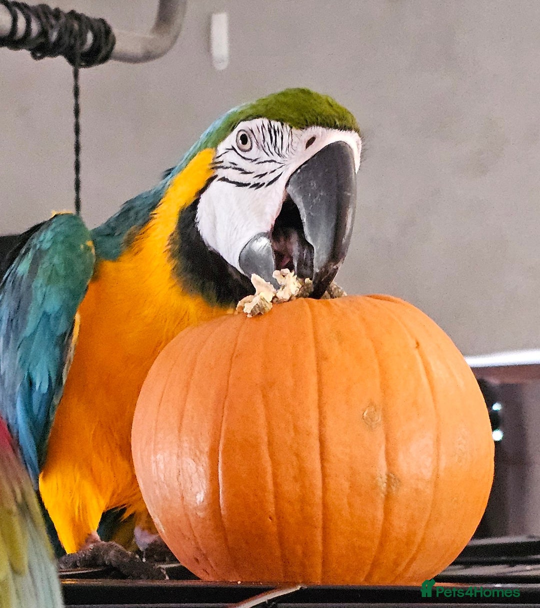 Macaws birds for sale: Bubbly, chatty and hilarious blue and gold macaw - Image 1