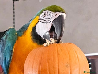 Macaws birds - Advert 1