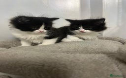 British Shorthair cats for sale: Absolutely stunning half bsh kittens - Image 5