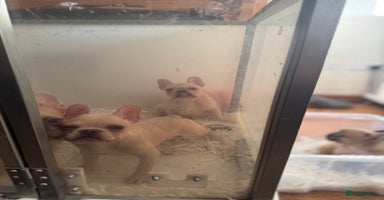 French Bulldog dogs - Advert 6