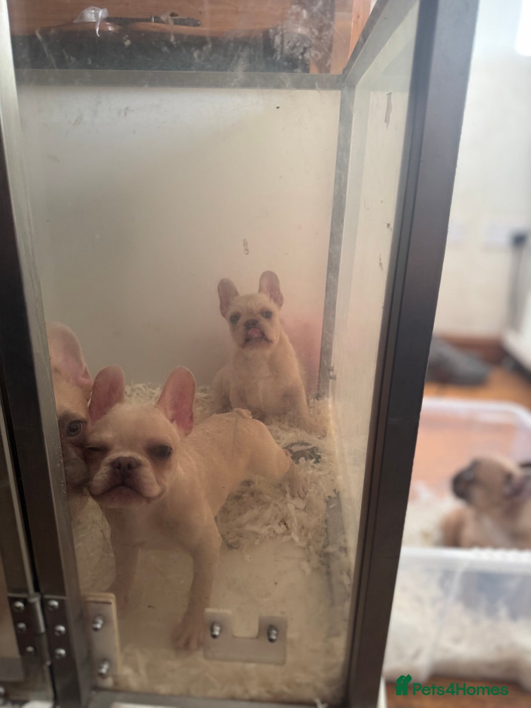 French Bulldog dogs for sale: French Bulldogs Ready For Their Furever Sofa - Image 3