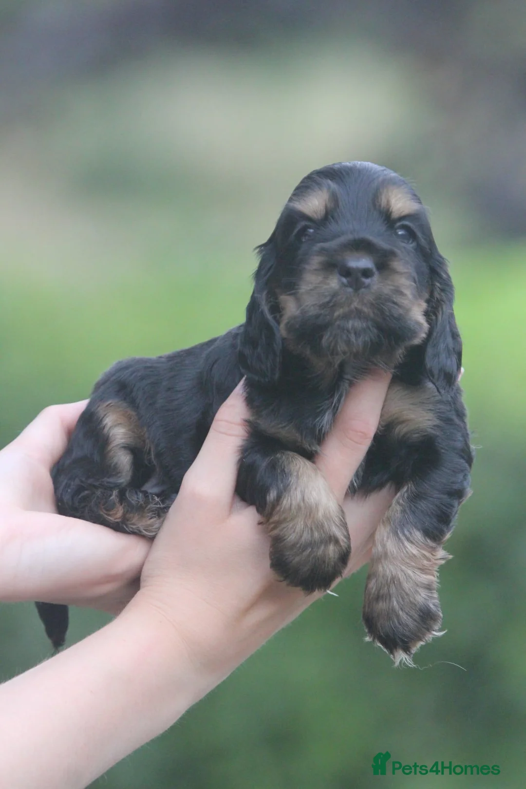 Cocker Spaniel dogs for sale: Fully Health Tested Show Type Cocker Spaniels  - Advert 33