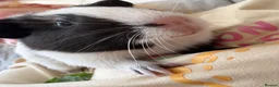 Guinea Pig rodents for sale: Two male  in Ashford - Advert 3