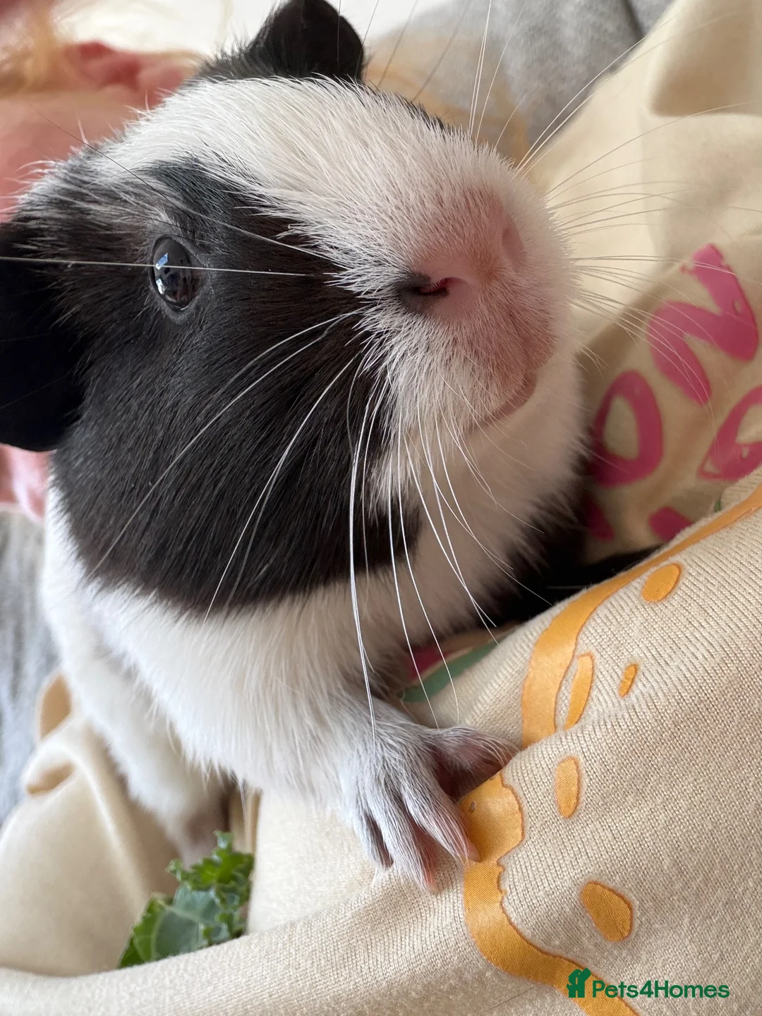 Guinea Pig rodents for sale: Two male  in Ashford - Advert 3