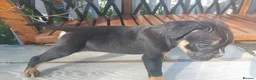 Mixed Breed dogs for sale: Cane corso x pocket bully - Advert 11