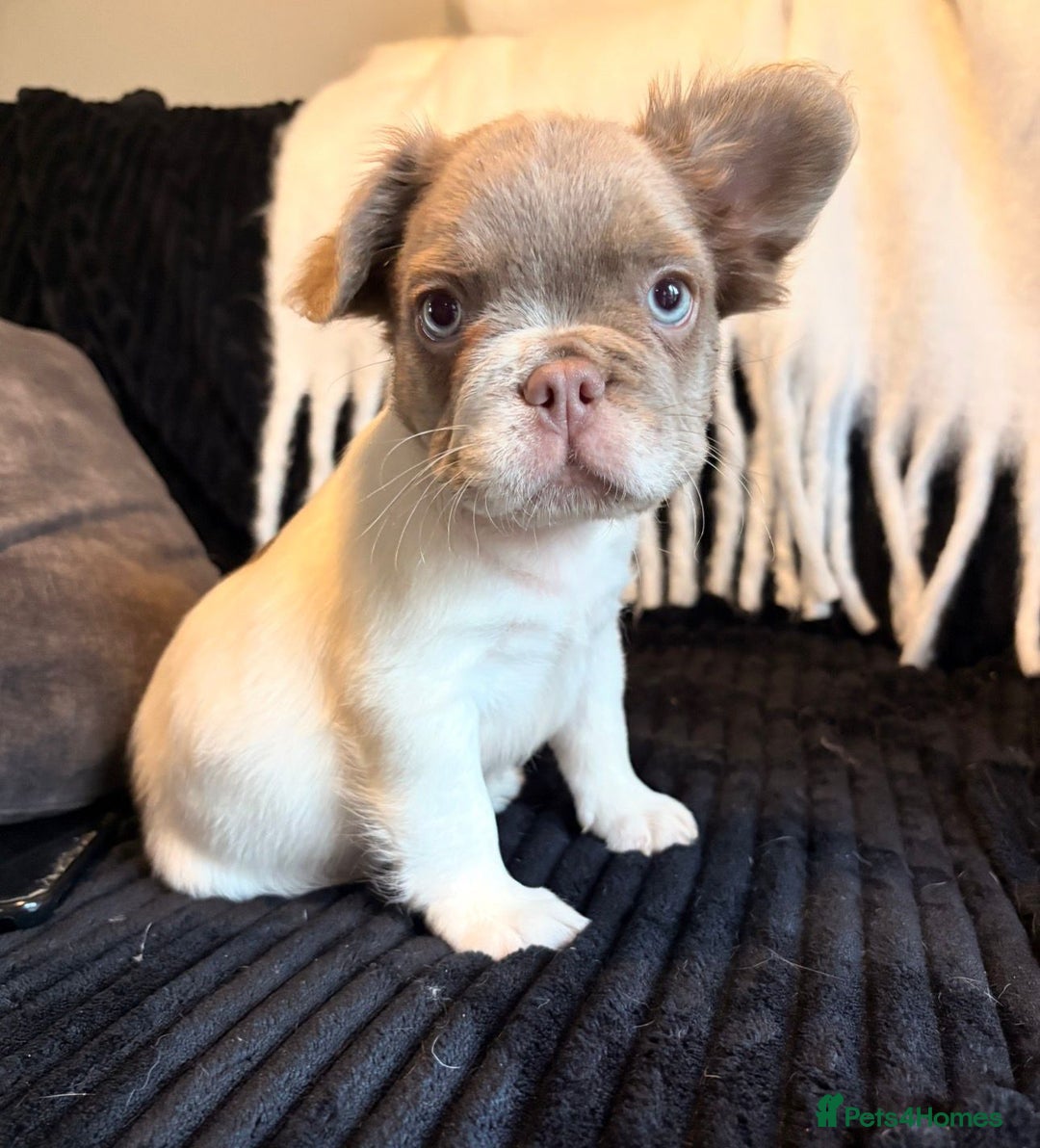 French Bulldog dogs for sale: 5 French bulldog puppies. Pied fluffy - Advert 15