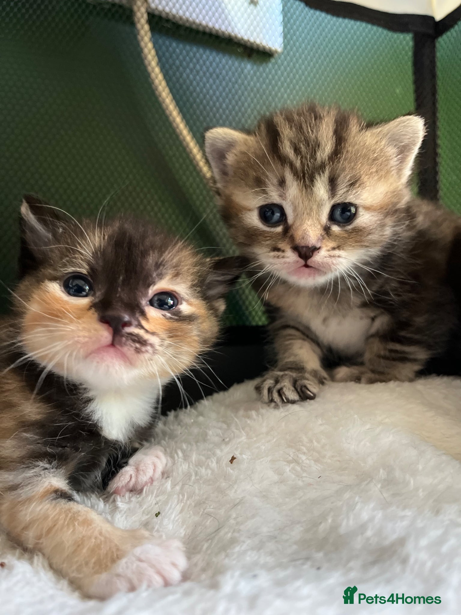 Mixed Breed cats Gorgeous kittens  - Advert 3