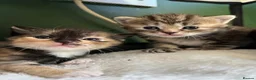 Mixed Breed cats for sale: Gorgeous kittens  - Advert 1