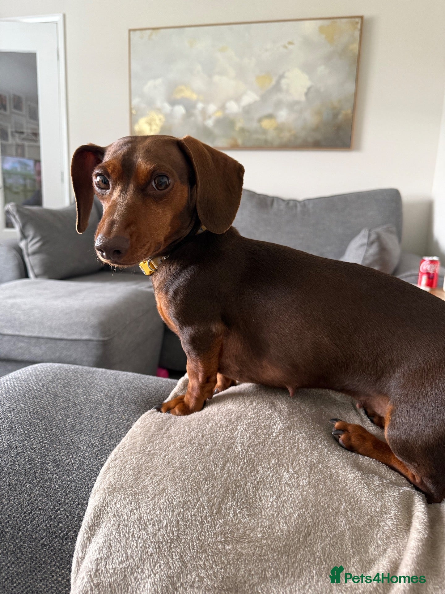 Miniature Dachshund dogs Miniature dashund Adult  - Advert 5